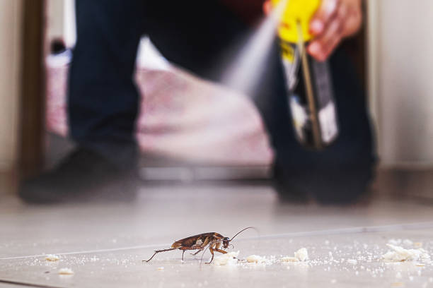 Best Rodent Control Near Me  in Pantops, VA